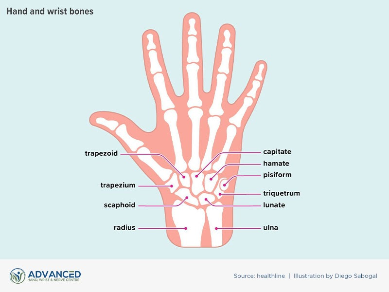 Infographics showing Anatomy of Wrist