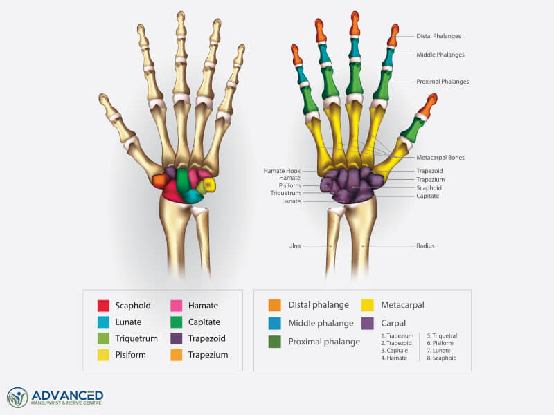 Wrist Bones Anatomy